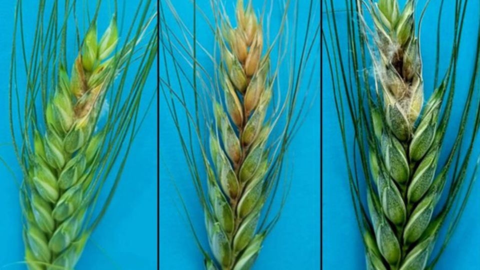 What is Fusarium graminearum, the fungus 2 Chinese researchers are charged with smuggling into the US?