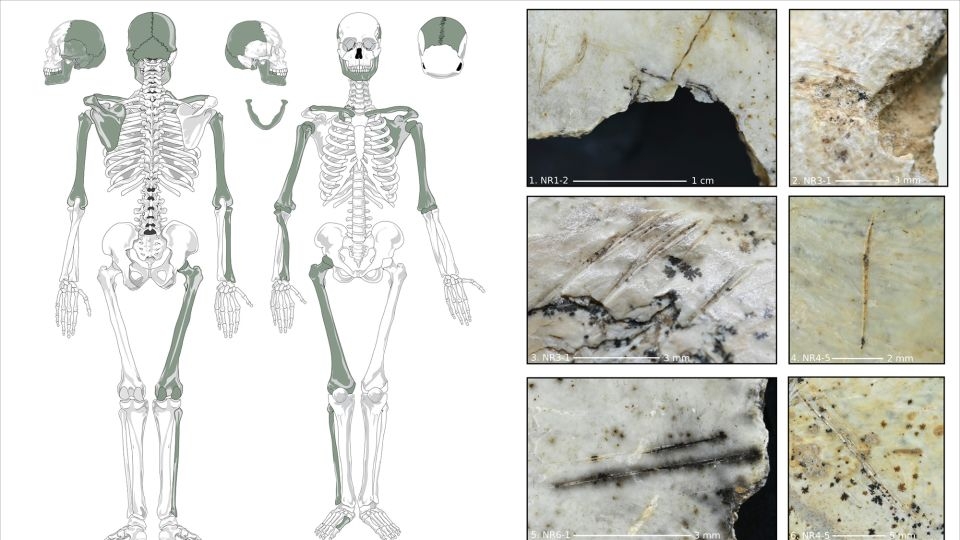Early Europeans may have eaten their enemies' brains, archaeologists say