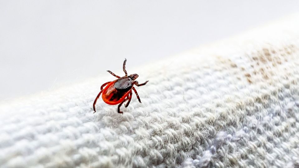 Why ticks are thriving, fight for safer skies, embracing a socialist anthem: Catch up on the day's stories