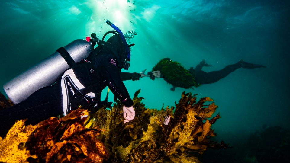 Lost underwater forests are returning to Sydney's coastline