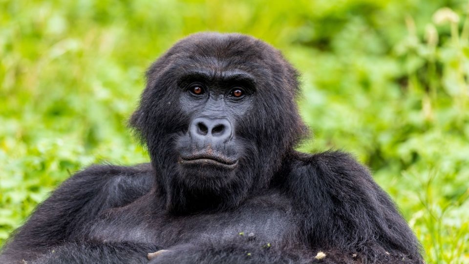 Gorillas once caught by wildlife traffickers are set free in historic reintroduction