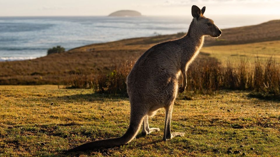 Scientists produced world's first kangaroo embryo through IVF. It has sparked hope for marsupial conservation