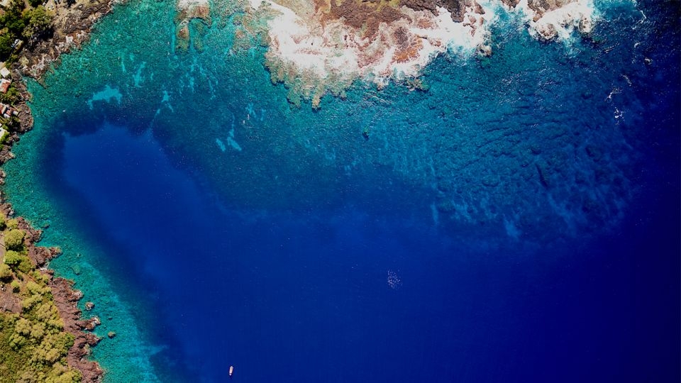 An explosion of sea urchins threatens to push coral reefs in Hawaii ‘past the point of recovery'