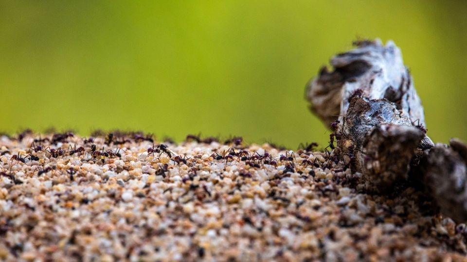 Spread of Australia's red fire ant population has sent 23 people to hospital