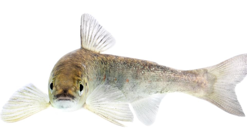 Antianxiety drugs in waterways are changing how salmon migrate