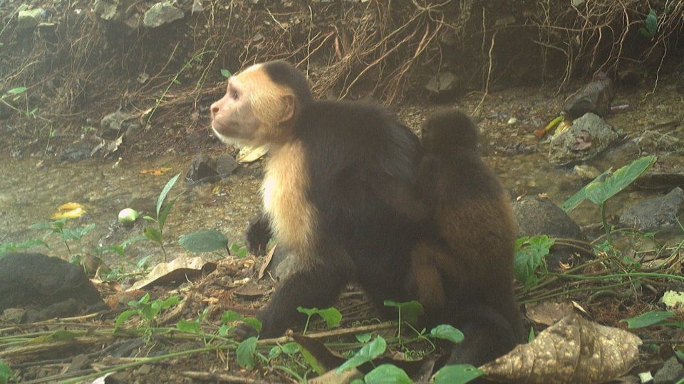 Monkeys are kidnapping babies of another species on a Panamanian island, perplexing scientists