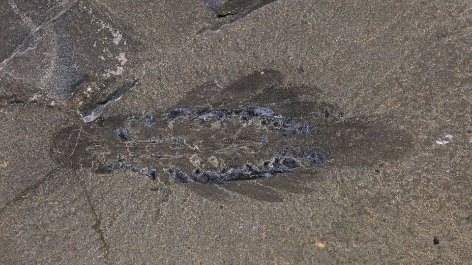A three-eyed ‘sea moth' was an ocean predator 506 million years ago