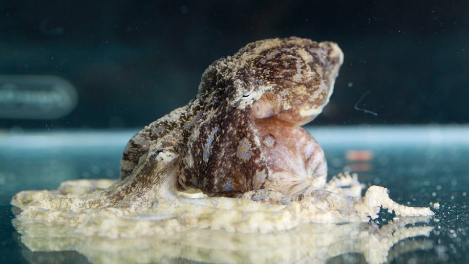This male octopus poisons the female during mating to avoid being eaten