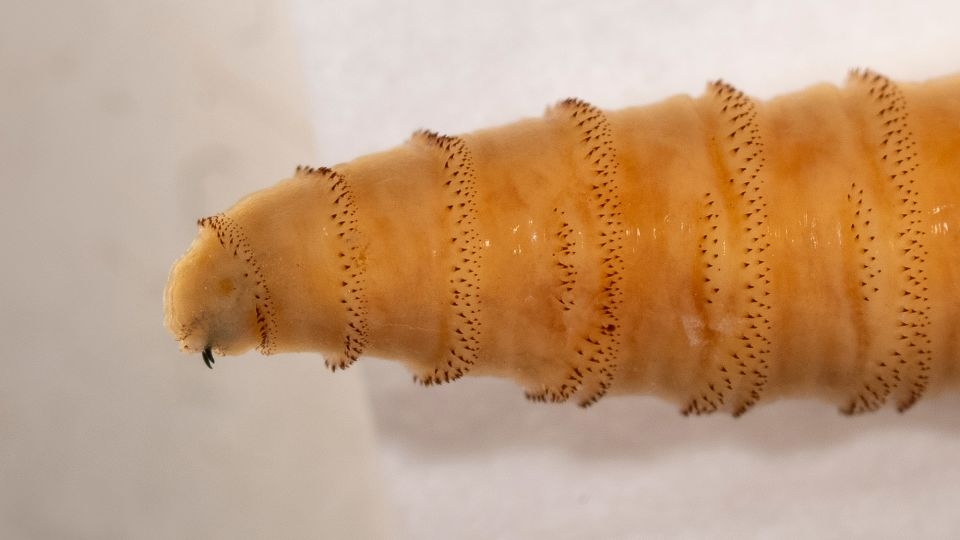 The US has a plan to breed millions of flies and drop them from planes. Here's why