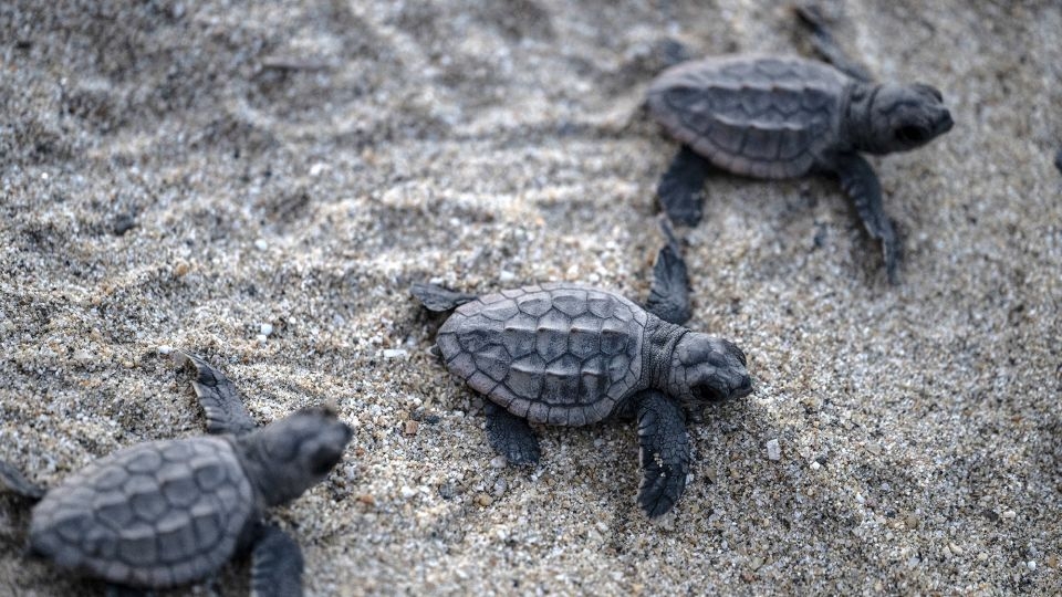 Sea turtles ‘dance' in magnetic fields associated with food, new study finds