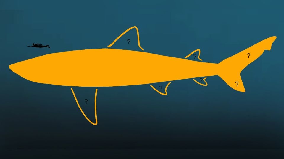 The largest shark that ever lived just got larger, scientists say