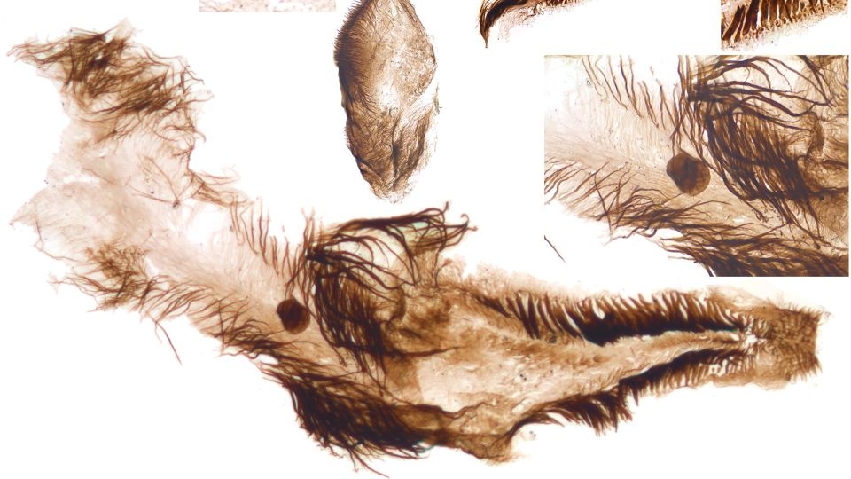 Fossils unearthed in Grand Canyon reveal new details of evolutionary explosion of life