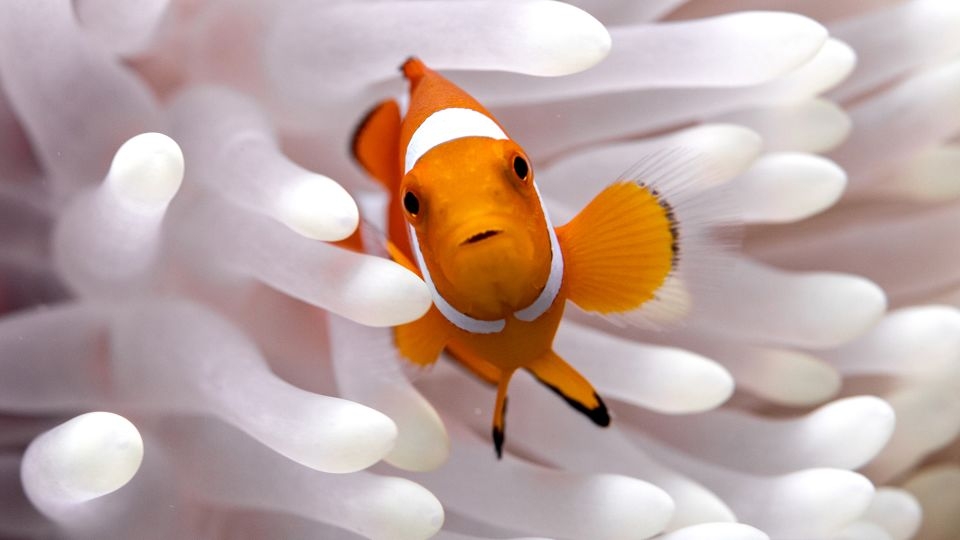 ‘Shrinking Nemo': Study finds clownfish can shrink to survive higher sea temperatures