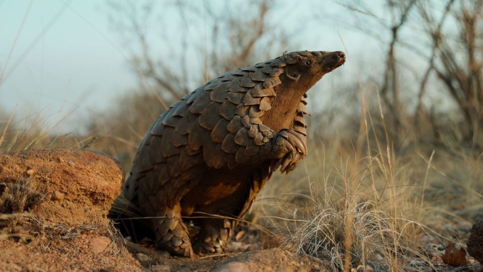 Oscar-winning director reveals the secret lives of pangolins