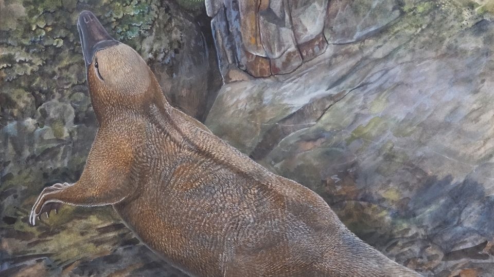 The surprising evolution of the weirdest animals on Earth, according to a new study
