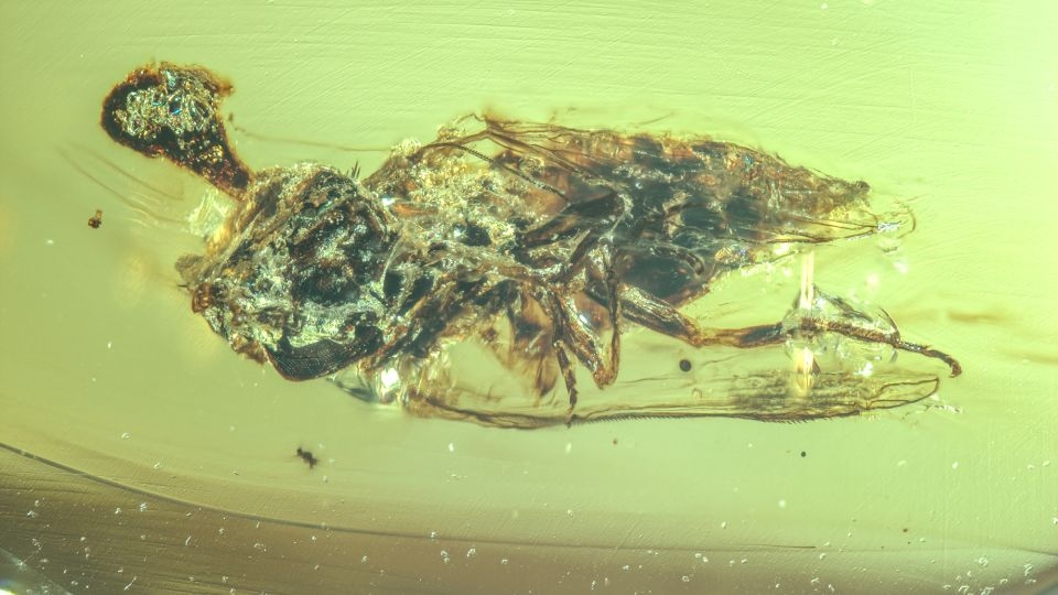 Stunning amber fossil reveals ‘Last of Us'-type fungus likely lived alongside dinosaurs