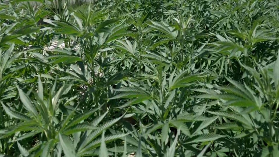 Texas cannabis industry faces collapse as THC ban heads to governor's desk