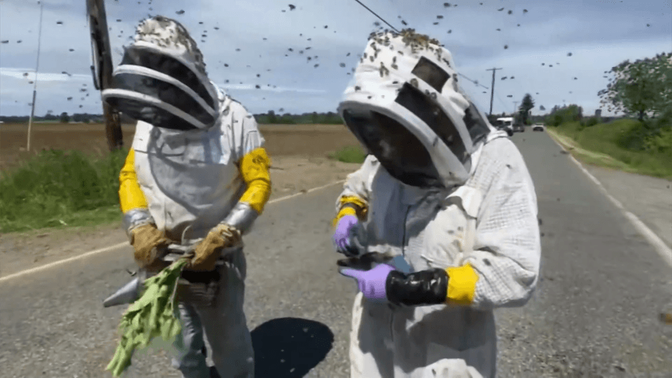 Millions of bees buzz around Washington state roads after truck overturns