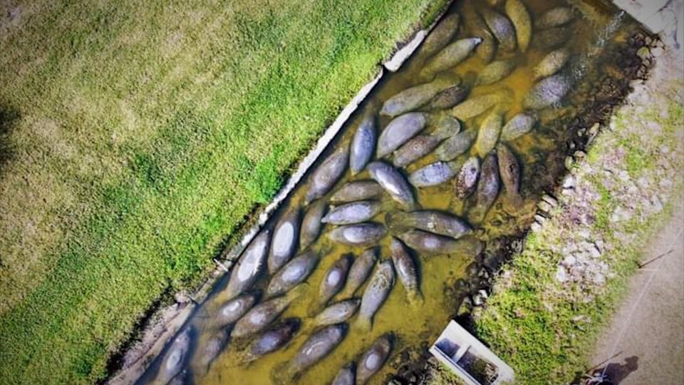 CNN reporter visits lagoon where Florida manatees are starving to death