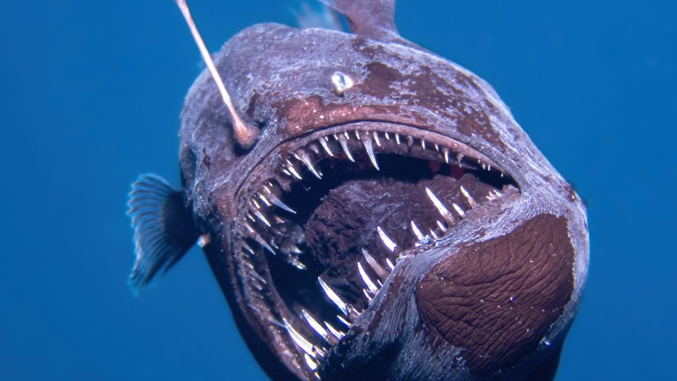 Deep sea fish makes surprise appearance near the ocean's surface