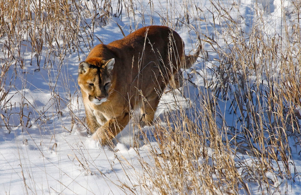 Ballot box biology threatens to interfere with Colorado's wildlife expertise