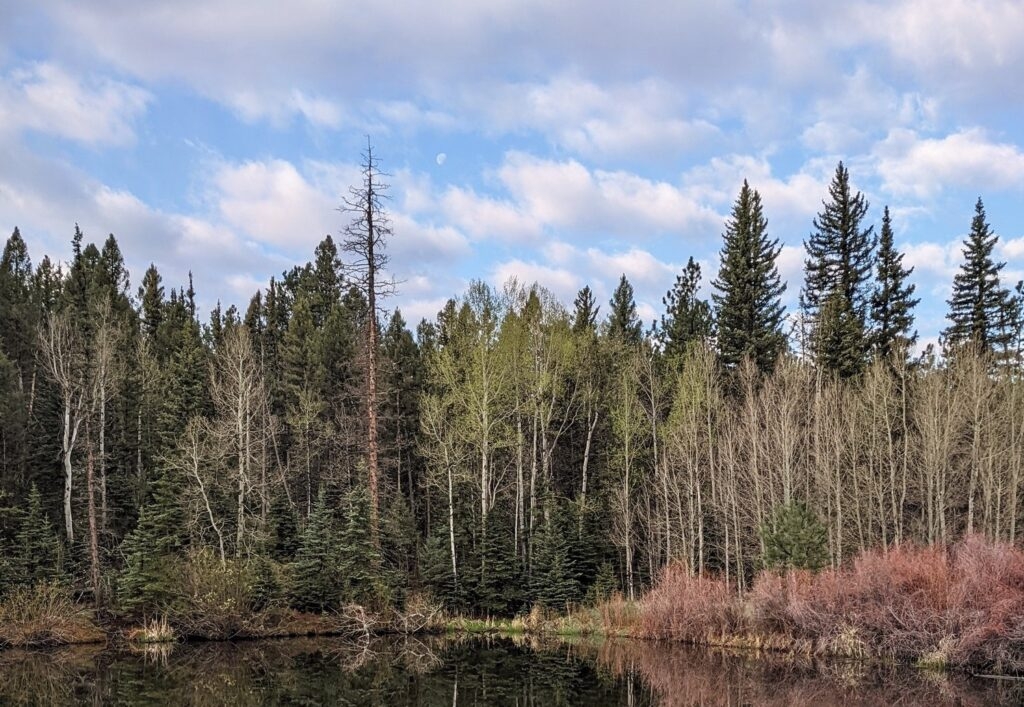 Fix Our Forests Act would destroy forests without protecting communities