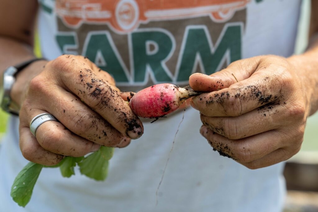 Where Trump administration cut local food support, Colorado should step in