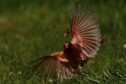 AP PHOTOS: Cicadas swarm parts of US as the screaming insects emerge in Brood XIV's 17-year cycle