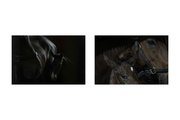 Photo Gallery: Foaling mares a labour of love for Tim Drake