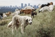 Photo Gallery: Hungry goats chow down on Calgary park