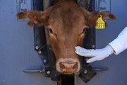 Photos of Mexican ranchers struggling to adapt as screwworm ravages their cattle exports to the US