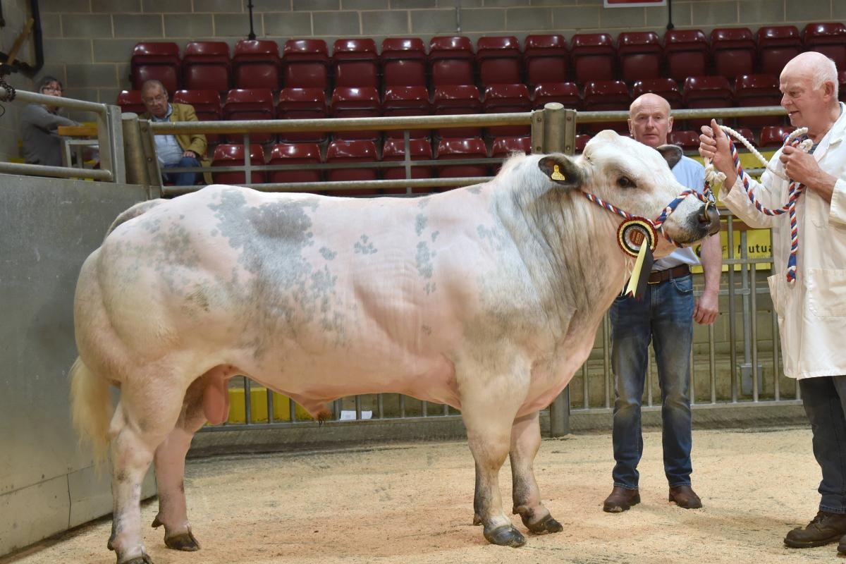 Blues top at 7200gns at CCM pedigree cattle triple header