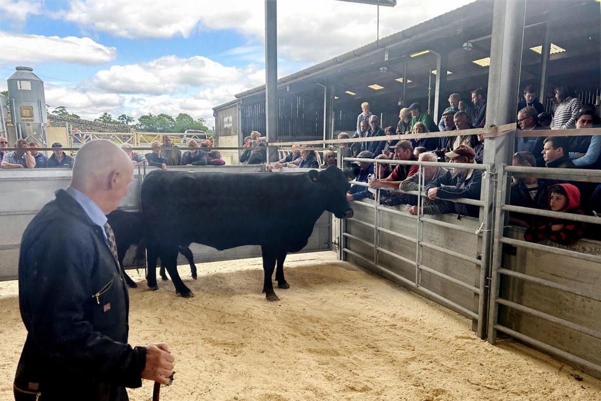 80-strong offering at Airedale Angus annual on-farm production sale