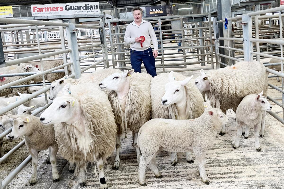 Near 5500 turnout at CCM May bank holiday sheep bonanza
