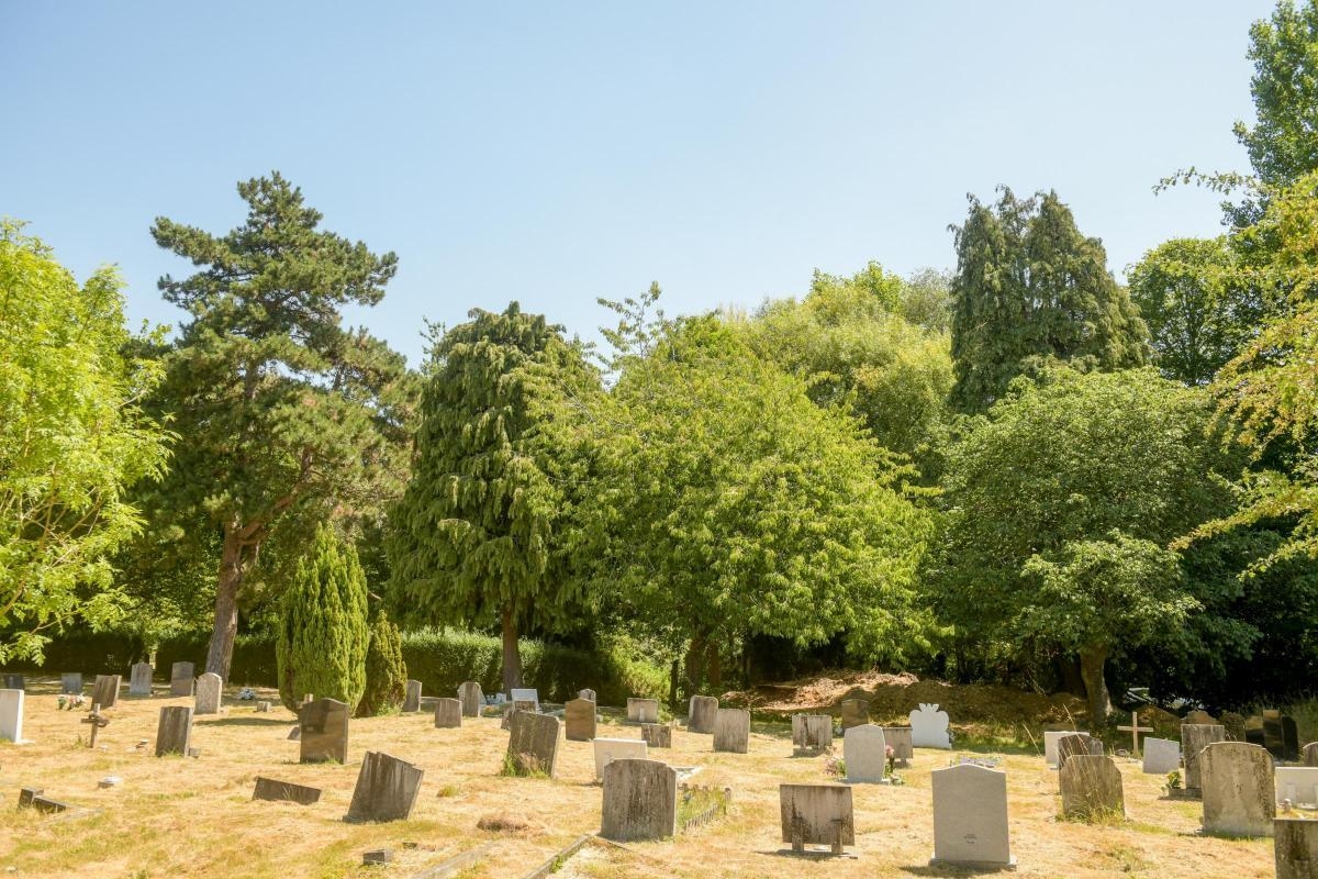 More than 1,500 people sign petition against Southampton Airport plans to fell trees