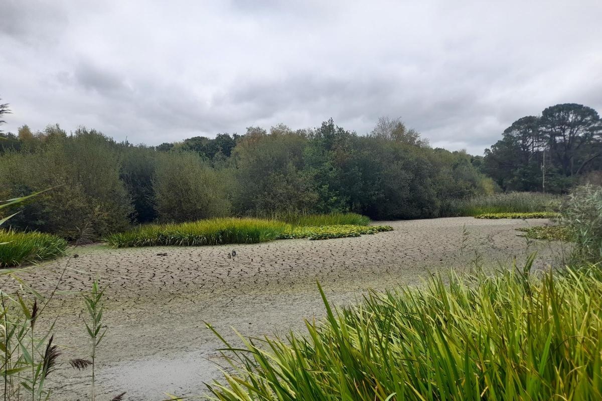 ‘Heartbreaking': Wildlife concern for Southampton lake dries out amid drought