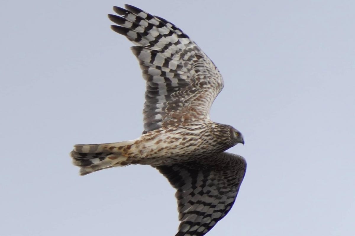 ‘Extremely rare' bird of prey seen soaring near New Forest