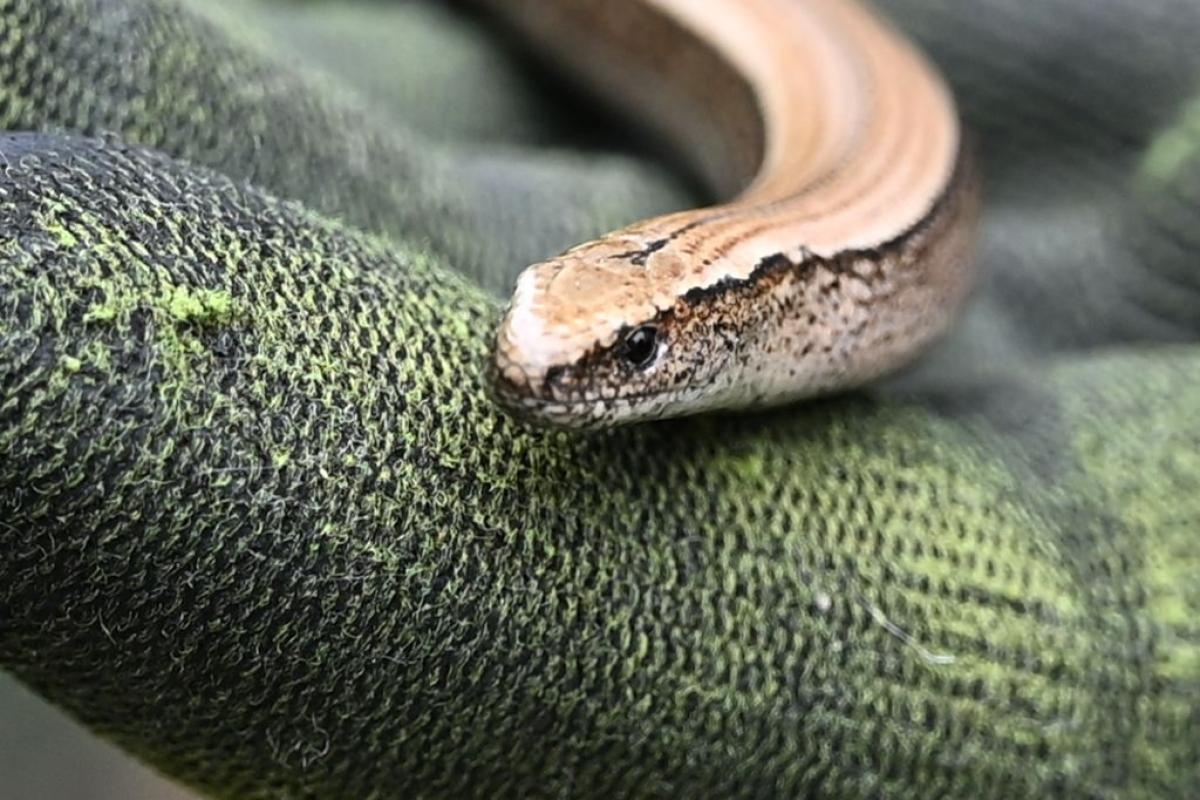 Slithering slow worm spotted moving through Southampton garden