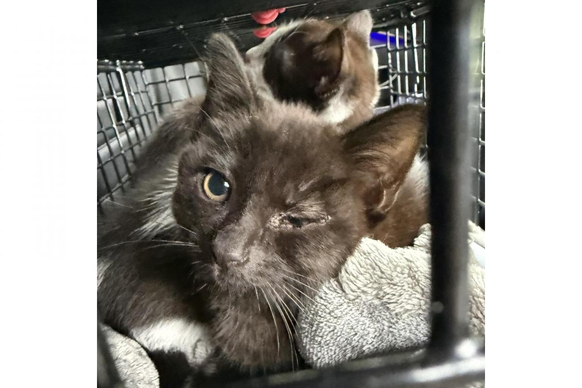Bag of kittens found dumped in park as city cat abuse runs rife