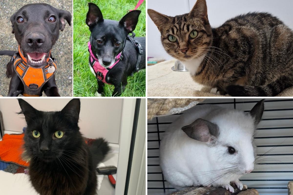 5 pets from RSPCA Solent who are on the lookout for their forever homes