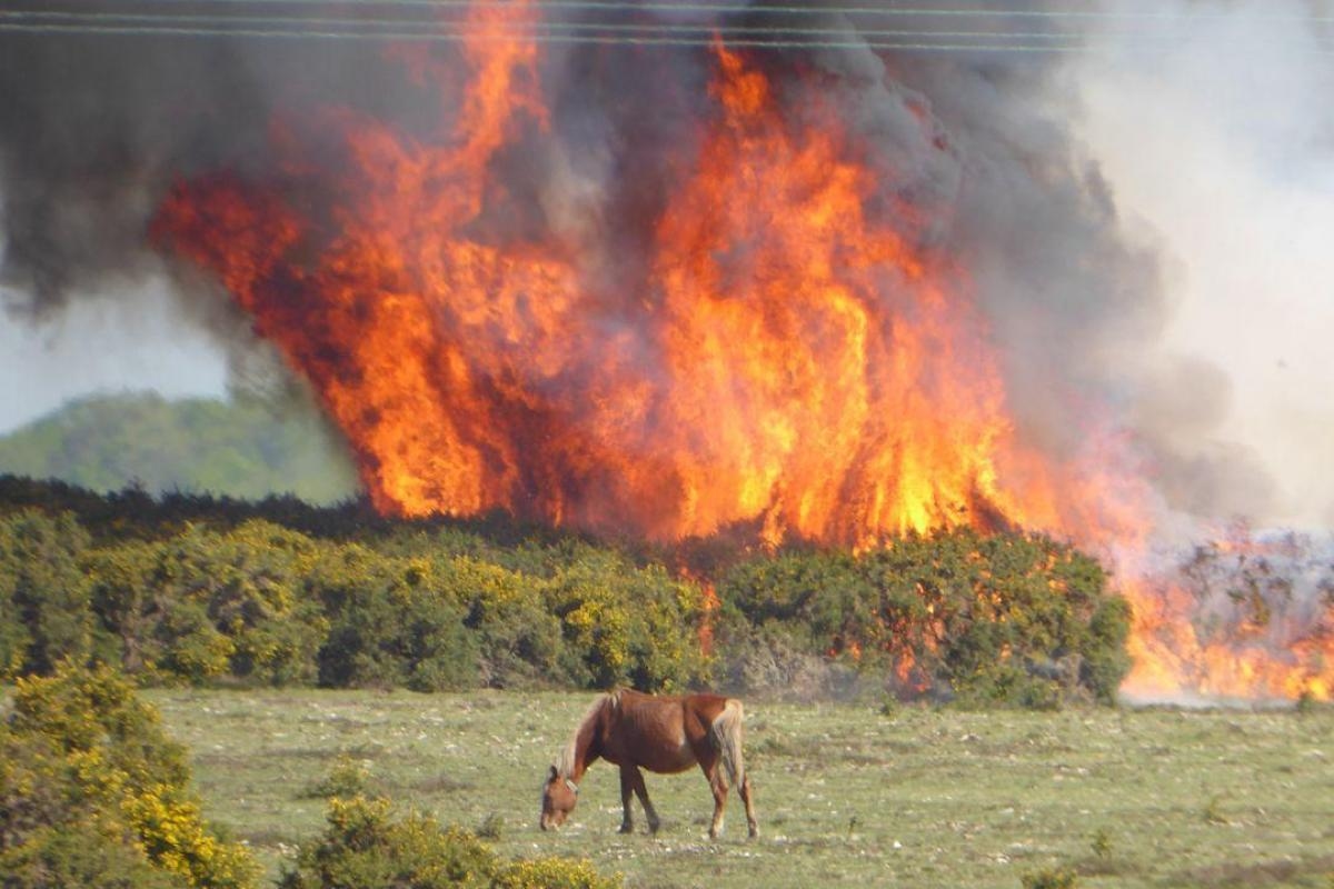 Forestry England 'risking devastating wildfires' by not removing dead wood