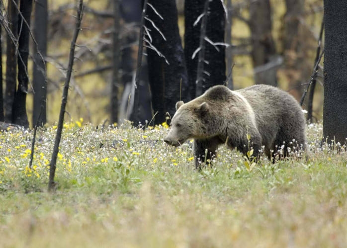 Mushroom foragers kill grizzly bear near Choteau