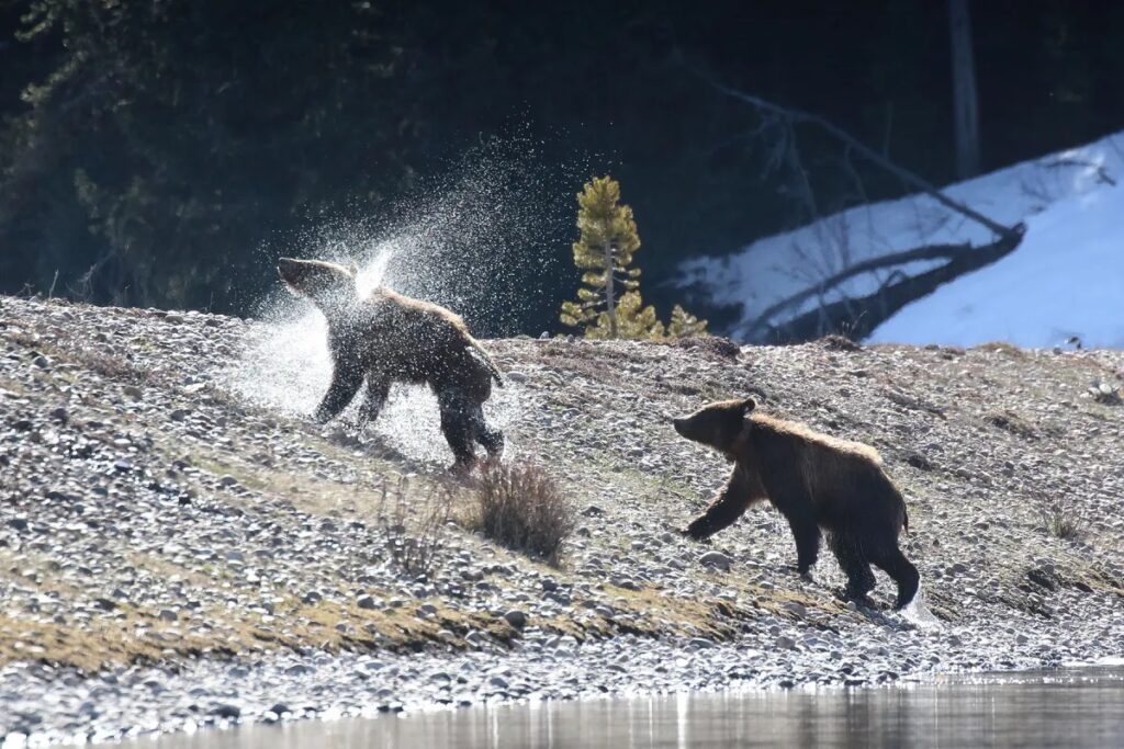 Trump and Musk's DOGE ‘functionally destroying' historic Yellowstone grizzly science team