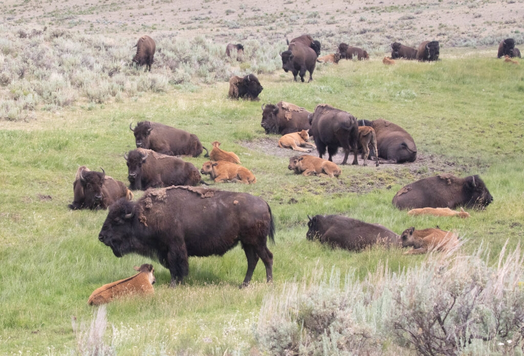 Fort Peck Tribes, four other groups want to join Yellowstone's fight for its bison plan