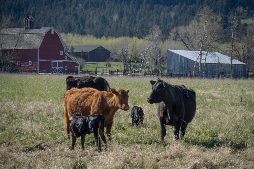 Cattle bills ‘Moove' forward in both legislative chambers