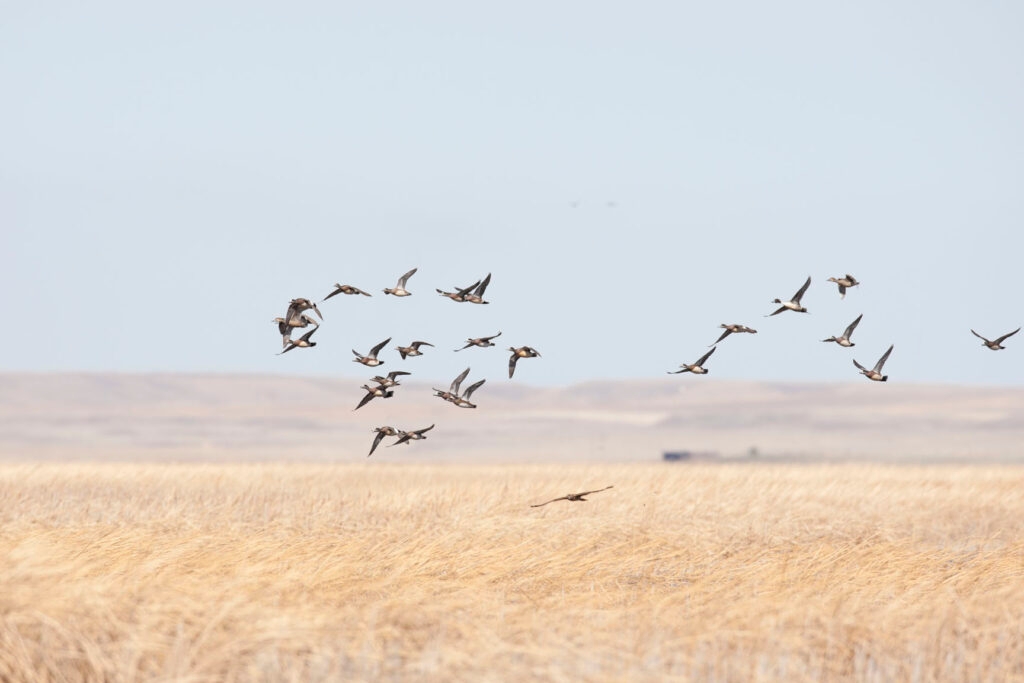 Bighorn River waterfowl die-off linked to starvation