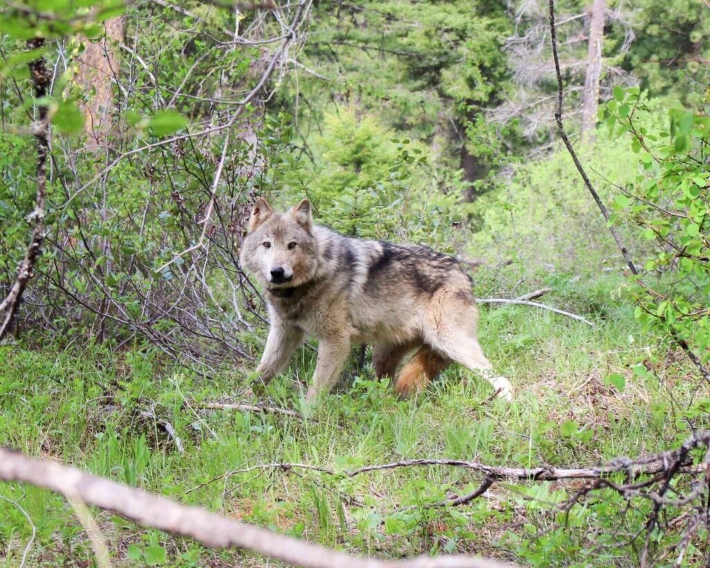 House lawmakers greenlight two more wolf management bills