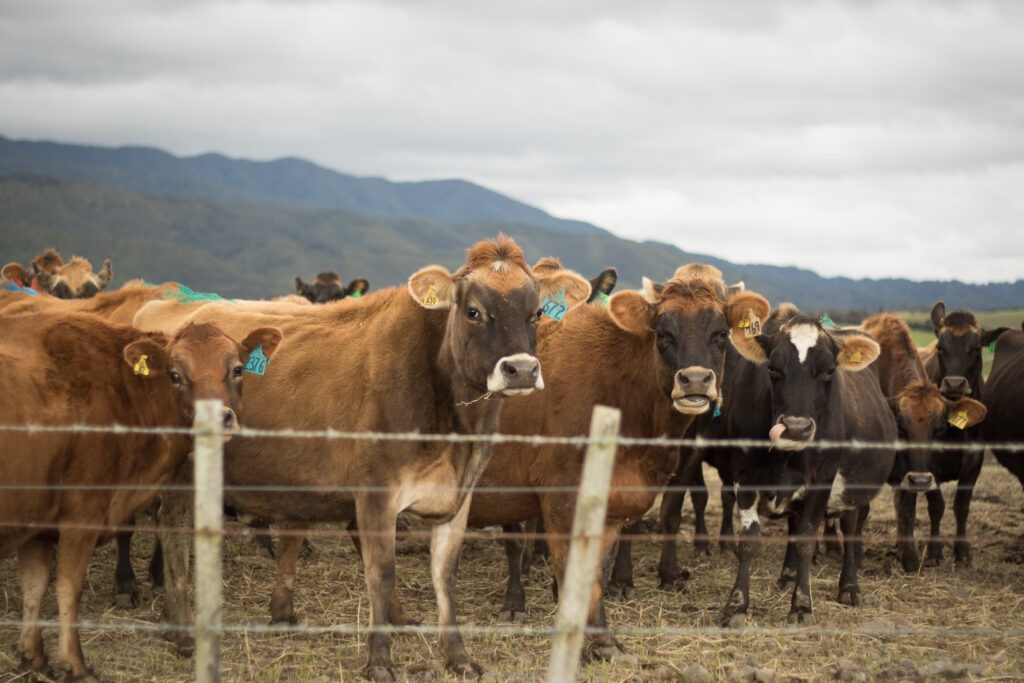 Montana Cattle Committee ‘checkoff' bill tabled in Senate Agriculture committee