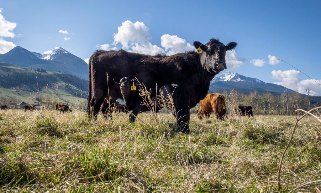 Cattle committee bill gets robust hearing in Senate Agricultural Committee