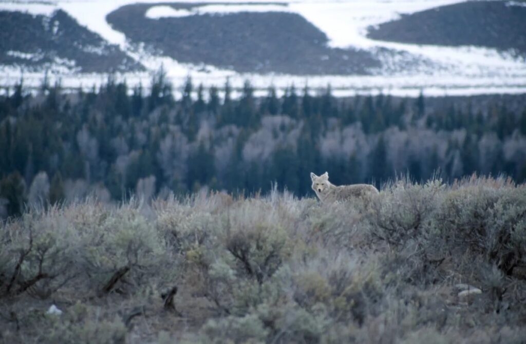 Wyoming lawmakers reject ban on Wyoming's tradition of killing wildlife with snowmobiles